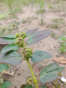 wild plants