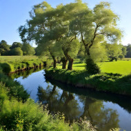 Willow Trees