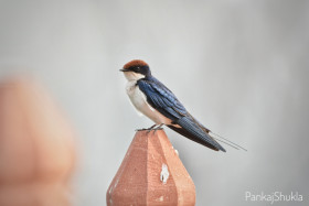 Wire tailed swallow