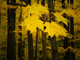 yellow leaves 2